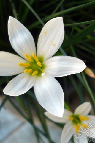 A mobile wallpaper and MMS picture for Apple iPhone 7s, 6s, 5s, 4s, Plus, iPods, iPads, New iPads, Samsung Galaxy S Series and Notes, Sony Ericsson Xperia, LG Mobile Phones, Tablets and Devices: White color flower similar to lily.
