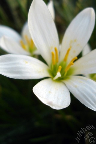 A mobile wallpaper and MMS picture for Apple iPhone 7s, 6s, 5s, 4s, Plus, iPods, iPads, New iPads, Samsung Galaxy S Series and Notes, Sony Ericsson Xperia, LG Mobile Phones, Tablets and Devices: White color flower similar to lily.
