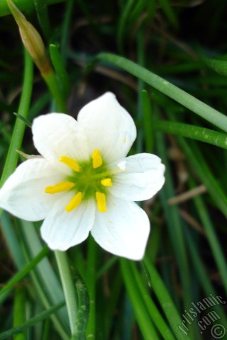 A mobile wallpaper and MMS picture for Apple iPhone 7s, 6s, 5s, 4s, Plus, iPods, iPads, New iPads, Samsung Galaxy S Series and Notes, Sony Ericsson Xperia, LG Mobile Phones, Tablets and Devices: White color flower similar to lily.
