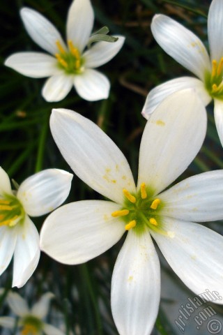 A mobile wallpaper and MMS picture for Apple iPhone 7s, 6s, 5s, 4s, Plus, iPods, iPads, New iPads, Samsung Galaxy S Series and Notes, Sony Ericsson Xperia, LG Mobile Phones, Tablets and Devices: White color flower similar to lily.
