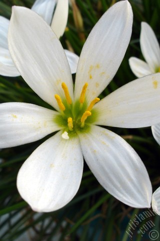 A mobile wallpaper and MMS picture for Apple iPhone 7s, 6s, 5s, 4s, Plus, iPods, iPads, New iPads, Samsung Galaxy S Series and Notes, Sony Ericsson Xperia, LG Mobile Phones, Tablets and Devices: White color flower similar to lily.
