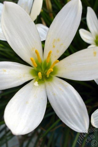 A mobile wallpaper and MMS picture for Apple iPhone 7s, 6s, 5s, 4s, Plus, iPods, iPads, New iPads, Samsung Galaxy S Series and Notes, Sony Ericsson Xperia, LG Mobile Phones, Tablets and Devices: White color flower similar to lily.
