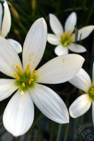 A mobile wallpaper and MMS picture for Apple iPhone 7s, 6s, 5s, 4s, Plus, iPods, iPads, New iPads, Samsung Galaxy S Series and Notes, Sony Ericsson Xperia, LG Mobile Phones, Tablets and Devices: White color flower similar to lily.
