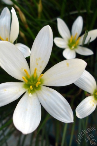 A mobile wallpaper and MMS picture for Apple iPhone 7s, 6s, 5s, 4s, Plus, iPods, iPads, New iPads, Samsung Galaxy S Series and Notes, Sony Ericsson Xperia, LG Mobile Phones, Tablets and Devices: White color flower similar to lily.

