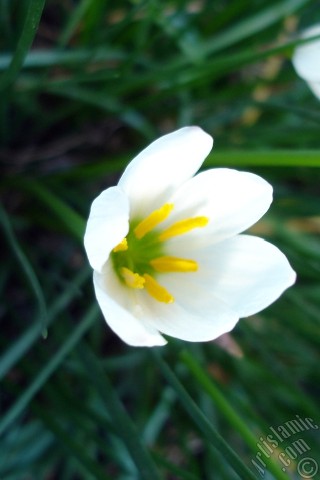 A mobile wallpaper and MMS picture for Apple iPhone 7s, 6s, 5s, 4s, Plus, iPods, iPads, New iPads, Samsung Galaxy S Series and Notes, Sony Ericsson Xperia, LG Mobile Phones, Tablets and Devices: White color flower similar to lily.
