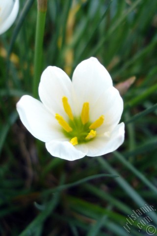 A mobile wallpaper and MMS picture for Apple iPhone 7s, 6s, 5s, 4s, Plus, iPods, iPads, New iPads, Samsung Galaxy S Series and Notes, Sony Ericsson Xperia, LG Mobile Phones, Tablets and Devices: White color flower similar to lily.
