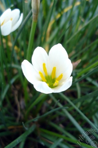 A mobile wallpaper and MMS picture for Apple iPhone 7s, 6s, 5s, 4s, Plus, iPods, iPads, New iPads, Samsung Galaxy S Series and Notes, Sony Ericsson Xperia, LG Mobile Phones, Tablets and Devices: White color flower similar to lily.
