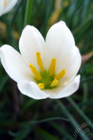 A mobile wallpaper and MMS picture for Apple iPhone 7s, 6s, 5s, 4s, Plus, iPods, iPads, New iPads, Samsung Galaxy S Series and Notes, Sony Ericsson Xperia, LG Mobile Phones, Tablets and Devices: White color flower similar to lily.
