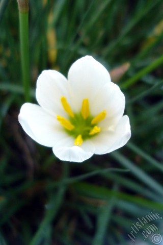 A mobile wallpaper and MMS picture for Apple iPhone 7s, 6s, 5s, 4s, Plus, iPods, iPads, New iPads, Samsung Galaxy S Series and Notes, Sony Ericsson Xperia, LG Mobile Phones, Tablets and Devices: White color flower similar to lily.
