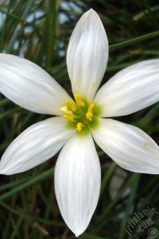 A mobile wallpaper and MMS picture for Apple iPhone 7s, 6s, 5s, 4s, Plus, iPods, iPads, New iPads, Samsung Galaxy S Series and Notes, Sony Ericsson Xperia, LG Mobile Phones, Tablets and Devices: White color flower similar to lily.
