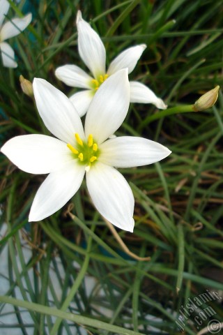 A mobile wallpaper and MMS picture for Apple iPhone 7s, 6s, 5s, 4s, Plus, iPods, iPads, New iPads, Samsung Galaxy S Series and Notes, Sony Ericsson Xperia, LG Mobile Phones, Tablets and Devices: White color flower similar to lily.
