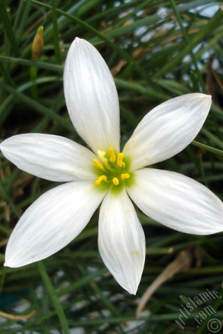 A mobile wallpaper and MMS picture for Apple iPhone 7s, 6s, 5s, 4s, Plus, iPods, iPads, New iPads, Samsung Galaxy S Series and Notes, Sony Ericsson Xperia, LG Mobile Phones, Tablets and Devices: White color flower similar to lily.

