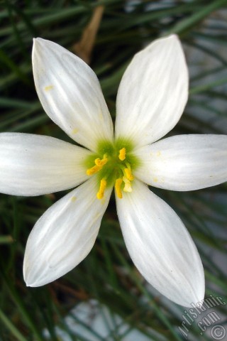 A mobile wallpaper and MMS picture for Apple iPhone 7s, 6s, 5s, 4s, Plus, iPods, iPads, New iPads, Samsung Galaxy S Series and Notes, Sony Ericsson Xperia, LG Mobile Phones, Tablets and Devices: White color flower similar to lily.
