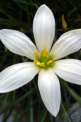 A mobile wallpaper and MMS picture for Apple iPhone 7s, 6s, 5s, 4s, Plus, iPods, iPads, New iPads, Samsung Galaxy S Series and Notes, Sony Ericsson Xperia, LG Mobile Phones, Tablets and Devices: White color flower similar to lily.
