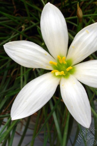 A mobile wallpaper and MMS picture for Apple iPhone 7s, 6s, 5s, 4s, Plus, iPods, iPads, New iPads, Samsung Galaxy S Series and Notes, Sony Ericsson Xperia, LG Mobile Phones, Tablets and Devices: White color flower similar to lily.
