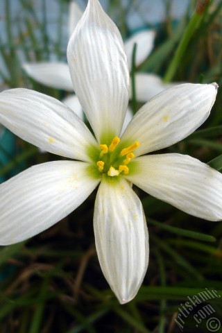 A mobile wallpaper and MMS picture for Apple iPhone 7s, 6s, 5s, 4s, Plus, iPods, iPads, New iPads, Samsung Galaxy S Series and Notes, Sony Ericsson Xperia, LG Mobile Phones, Tablets and Devices: White color flower similar to lily.
