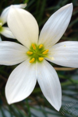 A mobile wallpaper and MMS picture for Apple iPhone 7s, 6s, 5s, 4s, Plus, iPods, iPads, New iPads, Samsung Galaxy S Series and Notes, Sony Ericsson Xperia, LG Mobile Phones, Tablets and Devices: White color flower similar to lily.

