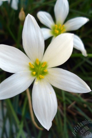 A mobile wallpaper and MMS picture for Apple iPhone 7s, 6s, 5s, 4s, Plus, iPods, iPads, New iPads, Samsung Galaxy S Series and Notes, Sony Ericsson Xperia, LG Mobile Phones, Tablets and Devices: White color flower similar to lily.

