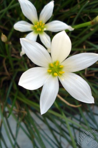 A mobile wallpaper and MMS picture for Apple iPhone 7s, 6s, 5s, 4s, Plus, iPods, iPads, New iPads, Samsung Galaxy S Series and Notes, Sony Ericsson Xperia, LG Mobile Phones, Tablets and Devices: White color flower similar to lily.
