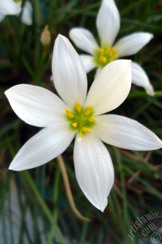 A mobile wallpaper and MMS picture for Apple iPhone 7s, 6s, 5s, 4s, Plus, iPods, iPads, New iPads, Samsung Galaxy S Series and Notes, Sony Ericsson Xperia, LG Mobile Phones, Tablets and Devices: White color flower similar to lily.
