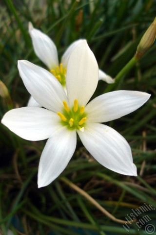 A mobile wallpaper and MMS picture for Apple iPhone 7s, 6s, 5s, 4s, Plus, iPods, iPads, New iPads, Samsung Galaxy S Series and Notes, Sony Ericsson Xperia, LG Mobile Phones, Tablets and Devices: White color flower similar to lily.
