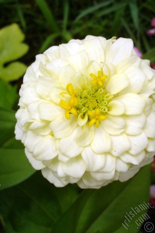 A mobile wallpaper and MMS picture for Apple iPhone 7s, 6s, 5s, 4s, Plus, iPods, iPads, New iPads, Samsung Galaxy S Series and Notes, Sony Ericsson Xperia, LG Mobile Phones, Tablets and Devices: Dahlia flower.
