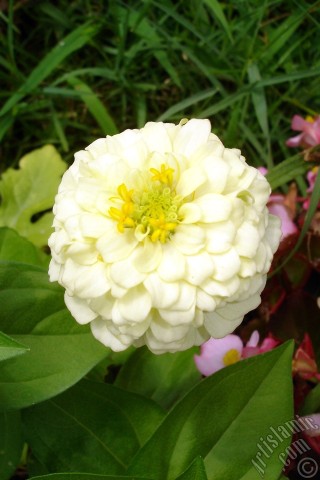 A mobile wallpaper and MMS picture for Apple iPhone 7s, 6s, 5s, 4s, Plus, iPods, iPads, New iPads, Samsung Galaxy S Series and Notes, Sony Ericsson Xperia, LG Mobile Phones, Tablets and Devices: Dahlia flower.

