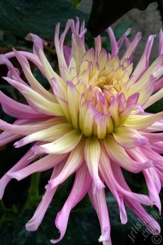 A mobile wallpaper and MMS picture for Apple iPhone 7s, 6s, 5s, 4s, Plus, iPods, iPads, New iPads, Samsung Galaxy S Series and Notes, Sony Ericsson Xperia, LG Mobile Phones, Tablets and Devices: Dahlia flower.
