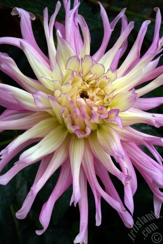 A mobile wallpaper and MMS picture for Apple iPhone 7s, 6s, 5s, 4s, Plus, iPods, iPads, New iPads, Samsung Galaxy S Series and Notes, Sony Ericsson Xperia, LG Mobile Phones, Tablets and Devices: Dahlia flower.
