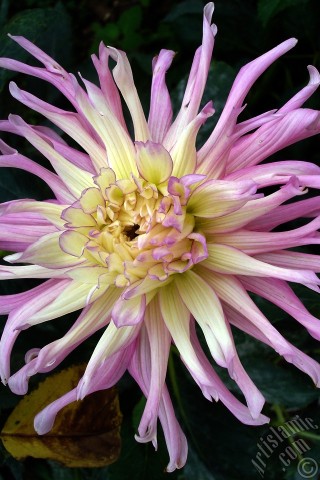 A mobile wallpaper and MMS picture for Apple iPhone 7s, 6s, 5s, 4s, Plus, iPods, iPads, New iPads, Samsung Galaxy S Series and Notes, Sony Ericsson Xperia, LG Mobile Phones, Tablets and Devices: Dahlia flower.
