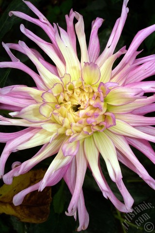 A mobile wallpaper and MMS picture for Apple iPhone 7s, 6s, 5s, 4s, Plus, iPods, iPads, New iPads, Samsung Galaxy S Series and Notes, Sony Ericsson Xperia, LG Mobile Phones, Tablets and Devices: Dahlia flower.

