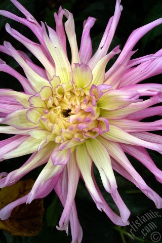 A mobile wallpaper and MMS picture for Apple iPhone 7s, 6s, 5s, 4s, Plus, iPods, iPads, New iPads, Samsung Galaxy S Series and Notes, Sony Ericsson Xperia, LG Mobile Phones, Tablets and Devices: Dahlia flower.
