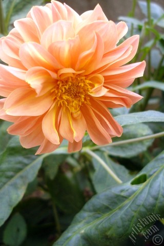 A mobile wallpaper and MMS picture for Apple iPhone 7s, 6s, 5s, 4s, Plus, iPods, iPads, New iPads, Samsung Galaxy S Series and Notes, Sony Ericsson Xperia, LG Mobile Phones, Tablets and Devices: Dahlia flower.
