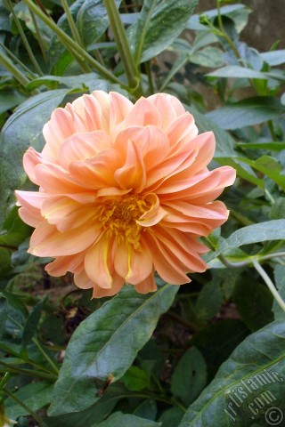 A mobile wallpaper and MMS picture for Apple iPhone 7s, 6s, 5s, 4s, Plus, iPods, iPads, New iPads, Samsung Galaxy S Series and Notes, Sony Ericsson Xperia, LG Mobile Phones, Tablets and Devices: Dahlia flower.
