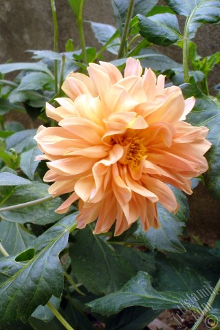 A mobile wallpaper and MMS picture for Apple iPhone 7s, 6s, 5s, 4s, Plus, iPods, iPads, New iPads, Samsung Galaxy S Series and Notes, Sony Ericsson Xperia, LG Mobile Phones, Tablets and Devices: Dahlia flower.

