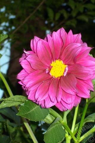 A mobile wallpaper and MMS picture for Apple iPhone 7s, 6s, 5s, 4s, Plus, iPods, iPads, New iPads, Samsung Galaxy S Series and Notes, Sony Ericsson Xperia, LG Mobile Phones, Tablets and Devices: Dahlia flower.
