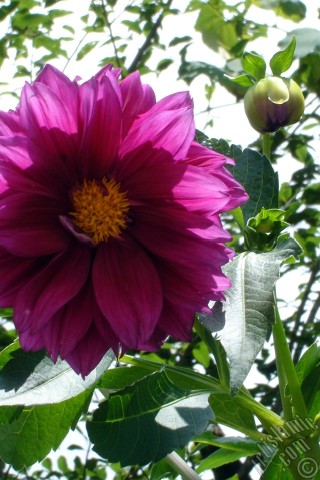 A mobile wallpaper and MMS picture for Apple iPhone 7s, 6s, 5s, 4s, Plus, iPods, iPads, New iPads, Samsung Galaxy S Series and Notes, Sony Ericsson Xperia, LG Mobile Phones, Tablets and Devices: Dahlia flower.

