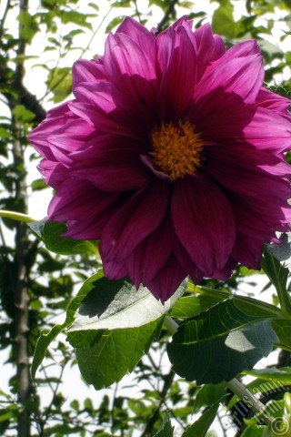 A mobile wallpaper and MMS picture for Apple iPhone 7s, 6s, 5s, 4s, Plus, iPods, iPads, New iPads, Samsung Galaxy S Series and Notes, Sony Ericsson Xperia, LG Mobile Phones, Tablets and Devices: Dahlia flower.
