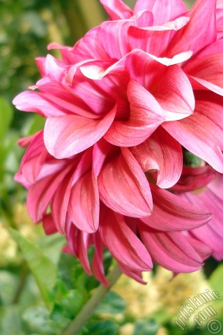 A mobile wallpaper and MMS picture for Apple iPhone 7s, 6s, 5s, 4s, Plus, iPods, iPads, New iPads, Samsung Galaxy S Series and Notes, Sony Ericsson Xperia, LG Mobile Phones, Tablets and Devices: Dahlia flower.
