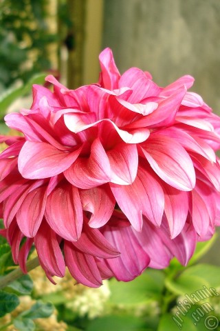 A mobile wallpaper and MMS picture for Apple iPhone 7s, 6s, 5s, 4s, Plus, iPods, iPads, New iPads, Samsung Galaxy S Series and Notes, Sony Ericsson Xperia, LG Mobile Phones, Tablets and Devices: Dahlia flower.
