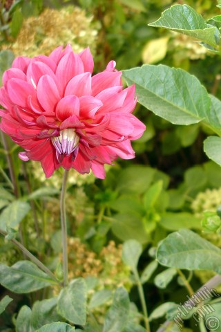 A mobile wallpaper and MMS picture for Apple iPhone 7s, 6s, 5s, 4s, Plus, iPods, iPads, New iPads, Samsung Galaxy S Series and Notes, Sony Ericsson Xperia, LG Mobile Phones, Tablets and Devices: Dahlia flower.
