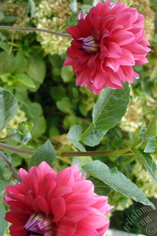 A mobile wallpaper and MMS picture for Apple iPhone 7s, 6s, 5s, 4s, Plus, iPods, iPads, New iPads, Samsung Galaxy S Series and Notes, Sony Ericsson Xperia, LG Mobile Phones, Tablets and Devices: Dahlia flower.
