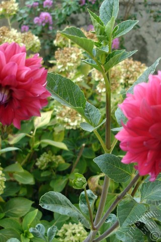 A mobile wallpaper and MMS picture for Apple iPhone 7s, 6s, 5s, 4s, Plus, iPods, iPads, New iPads, Samsung Galaxy S Series and Notes, Sony Ericsson Xperia, LG Mobile Phones, Tablets and Devices: Dahlia flower.
