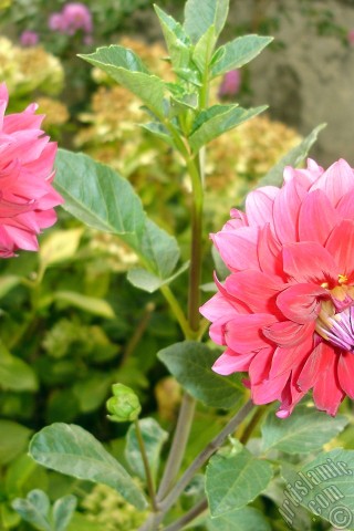 A mobile wallpaper and MMS picture for Apple iPhone 7s, 6s, 5s, 4s, Plus, iPods, iPads, New iPads, Samsung Galaxy S Series and Notes, Sony Ericsson Xperia, LG Mobile Phones, Tablets and Devices: Dahlia flower.
