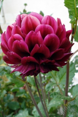 A mobile wallpaper and MMS picture for Apple iPhone 7s, 6s, 5s, 4s, Plus, iPods, iPads, New iPads, Samsung Galaxy S Series and Notes, Sony Ericsson Xperia, LG Mobile Phones, Tablets and Devices: Dahlia flower.
