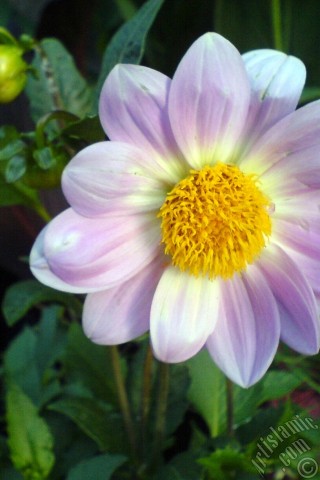 A mobile wallpaper and MMS picture for Apple iPhone 7s, 6s, 5s, 4s, Plus, iPods, iPads, New iPads, Samsung Galaxy S Series and Notes, Sony Ericsson Xperia, LG Mobile Phones, Tablets and Devices: Dahlia flower.
