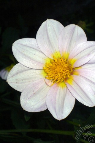 A mobile wallpaper and MMS picture for Apple iPhone 7s, 6s, 5s, 4s, Plus, iPods, iPads, New iPads, Samsung Galaxy S Series and Notes, Sony Ericsson Xperia, LG Mobile Phones, Tablets and Devices: Dahlia flower.
