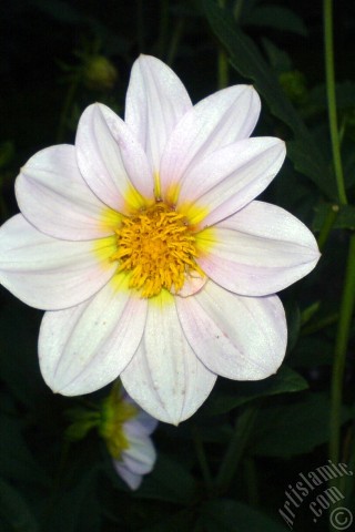 A mobile wallpaper and MMS picture for Apple iPhone 7s, 6s, 5s, 4s, Plus, iPods, iPads, New iPads, Samsung Galaxy S Series and Notes, Sony Ericsson Xperia, LG Mobile Phones, Tablets and Devices: Dahlia flower.
