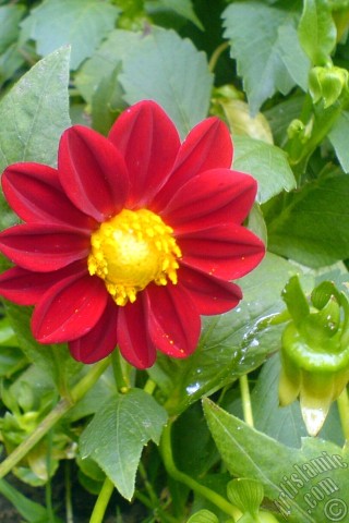 A mobile wallpaper and MMS picture for Apple iPhone 7s, 6s, 5s, 4s, Plus, iPods, iPads, New iPads, Samsung Galaxy S Series and Notes, Sony Ericsson Xperia, LG Mobile Phones, Tablets and Devices: Dahlia flower.
