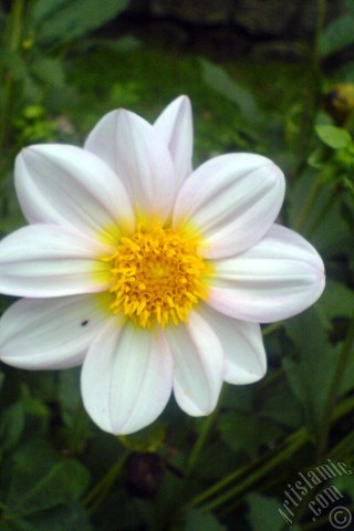 A mobile wallpaper and MMS picture for Apple iPhone 7s, 6s, 5s, 4s, Plus, iPods, iPads, New iPads, Samsung Galaxy S Series and Notes, Sony Ericsson Xperia, LG Mobile Phones, Tablets and Devices: Dahlia flower.
